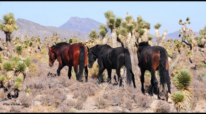 mustang horses