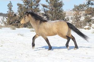 A Sanctuary for Mustangs
