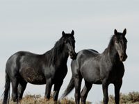 Mustang Million reaches young horses and young horse trainers mustangs black