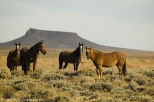 Sale to Slaughter Could be on the Table for Wild Horses