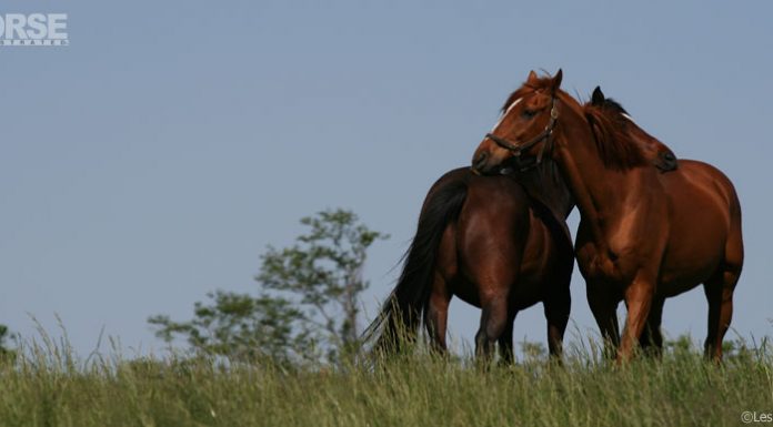 horses mutual grooming