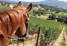 napa valley horseback riding