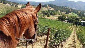 Horseback Riding in Wine Country