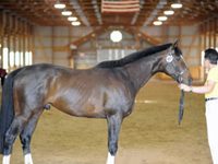 North American Thoroughbred Society Cuts Costs natbs