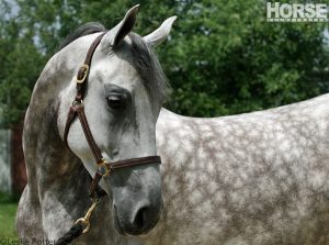 Half-Arabian Horse Breeds: National Show Horse