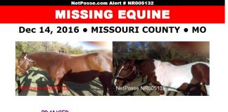 netposse prancer star