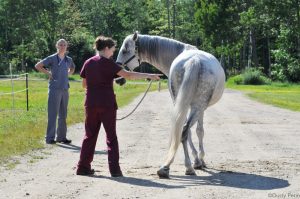 Neurological Disorders in Horses