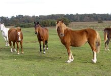 New Forest Ponies