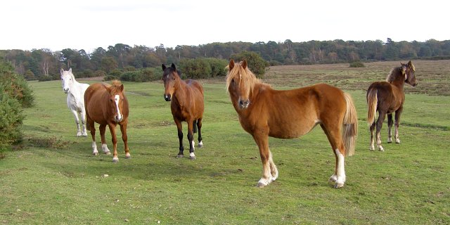 New Forest Ponies