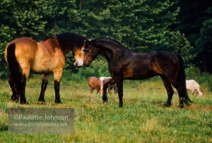 Introducing a New Horse to the Herd
