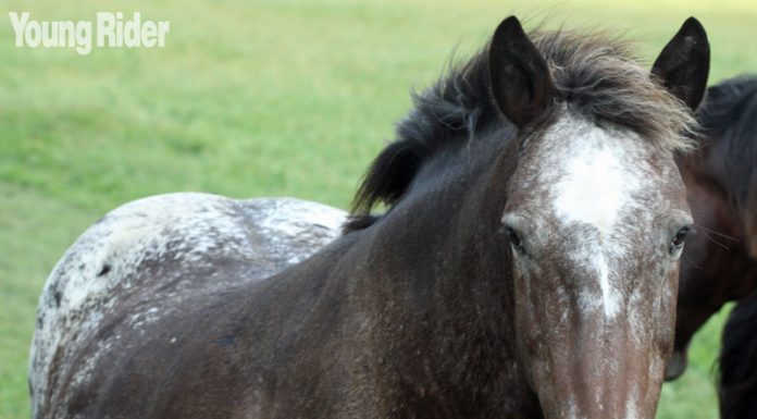 new horse appaloosa