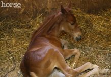 Equine Emergency: Foal in Trouble newborn foal