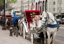nyc carriage horse