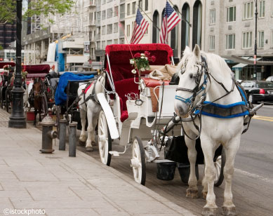 nyc carriage horse