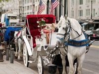 nyc carriage horse