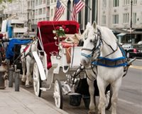 nyc carriage horse