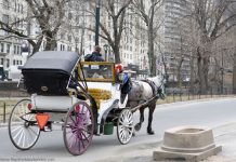 NYC Carriage Horse Gets Loose; Runs through Manhattan nyc carriage horse