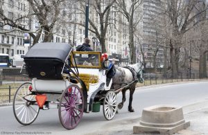 NYC Carriage Horse Gets Loose; Runs through Manhattan