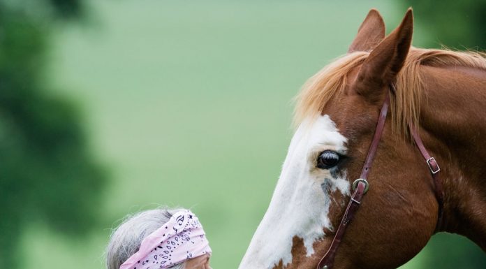 woman kissing a paint horse