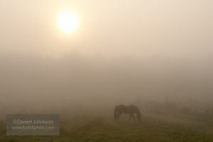 A Horse’s Morning Walk