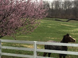 Review of the Rambo Newmarket Grooming Kit