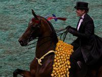 American Saddlebred World Championship is available for free viewing online our charming lady