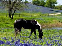 Get your equine-themed artwork noticed! paint flowers