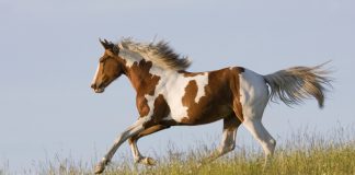 Pinto Horse Cantering