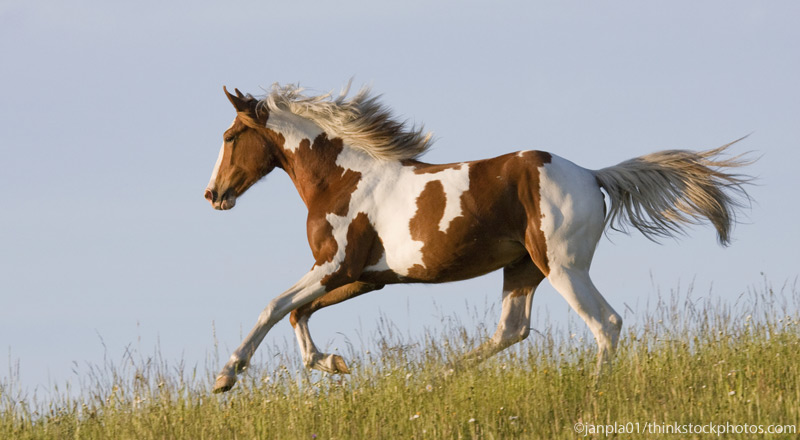 Pinto Horse Cantering