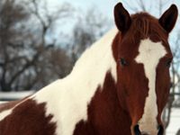 paint horse winter