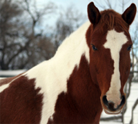 paint horse winter