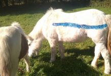 painted dartmoor pony