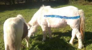 This Week in Horses—December 11, 2015