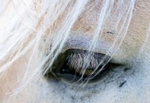 palamino horse eye