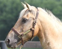 What are the top ten most popular horse names? palomino headshot