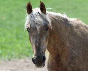 8 Tips for Working with Rescued Horses