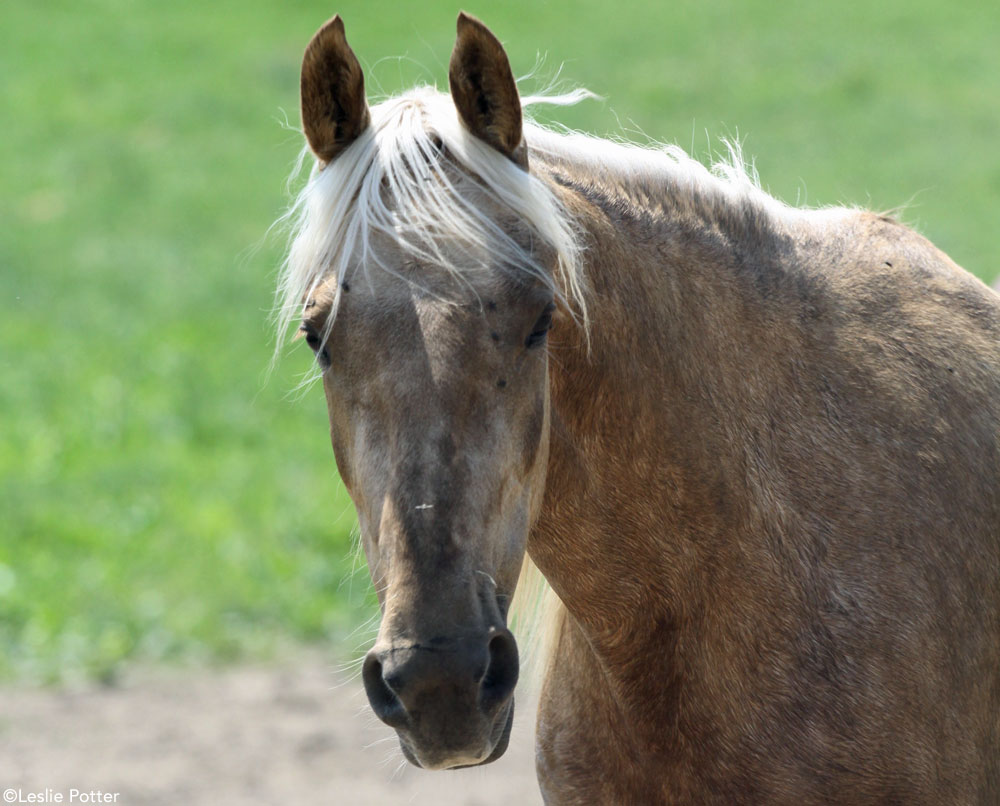 Palomino horse in the pasture