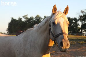 Riding and Training the Senior Horse