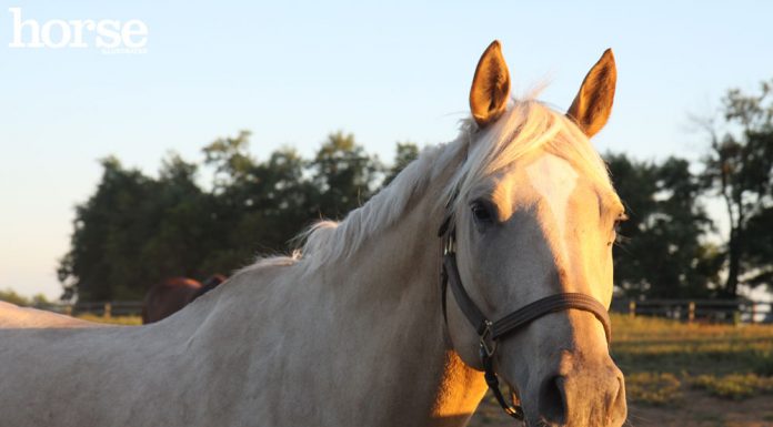 Palomino horse wearing a halter standing by a fence in late day sunlight