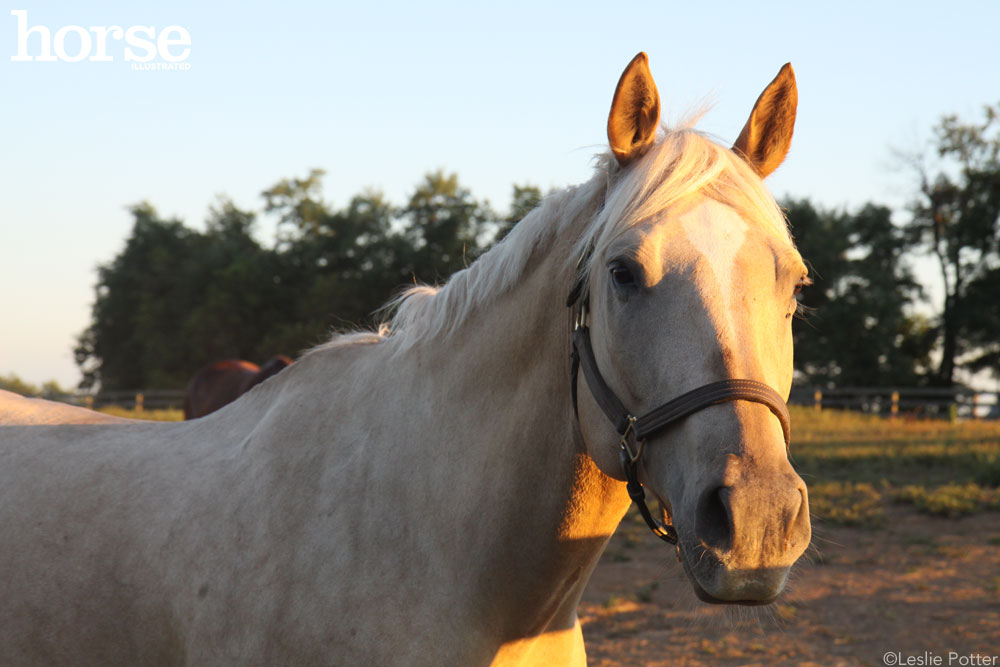 Palomino-Horse Palomino horse wearing a halter standing by a fence in late day sunlight