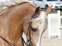 Crossbreeds: A Winning Combination palomino western