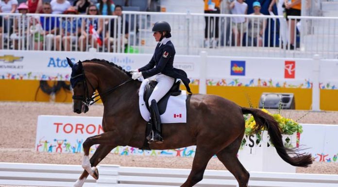 panam dressage