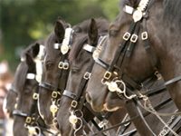 parade horses