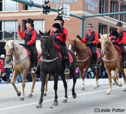 parade mt horse