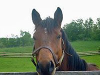 paragallo thoroughbred