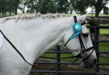 participation ribbon