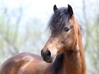 Paso Fino Grand National Horse Show celebrates 40 years paso fino headshot