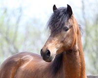 Paso Fino Grand National Horse Show celebrates 40 years paso fino headshot