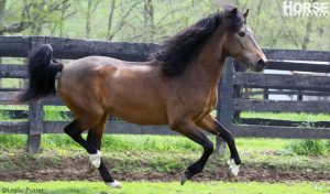 Latin American Horse Breeds: Paso Fino
