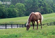 horse in a pasture